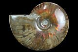 Flashy Red Iridescent Ammonite - Wide #127937-1